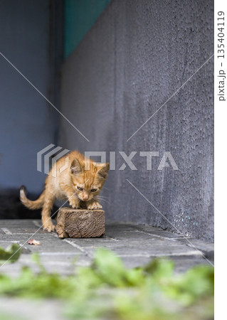 A small orange cat interacts with a block on the ground beside some green leaves in a city setting during the day A small orange cat interacts with a block on the ground beside some green leaves in a city setting during the day 135404119