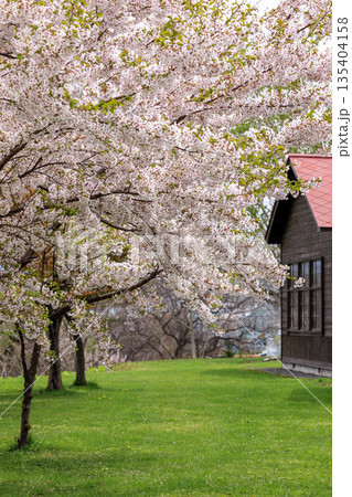 北海道共和町、かかし古里館(旧幌似小学校)の桜並木【5月】 北海道共和町、かかし古里館(旧幌似小学校)の桜並木【5月】 135404158