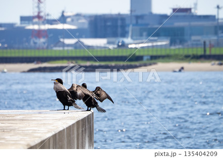 羽根干しをするカワウ 羽根干しをするカワウ 135404209