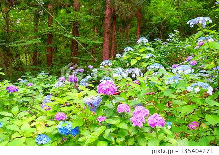 満開のアジサイ 紫陽花 あじさい 出塩文殊堂 山形市 満開のアジサイ 紫陽花 あじさい 出塩文殊堂 山形市 135404271