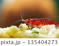 チェリーシュリンプ 135404273