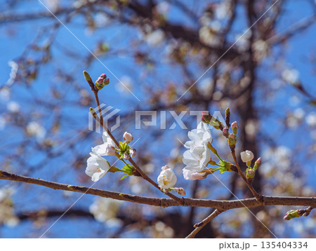 青空に映える桜 135404334