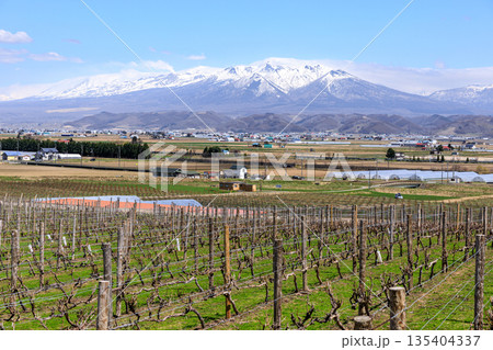 北海道富良野市、葡萄畑の奥にそびえる富良野岳、前富良野岳、十勝岳【4月】 北海道富良野市、葡萄畑の奥にそびえる富良野岳、前富良野岳、十勝岳【4月】 135404337