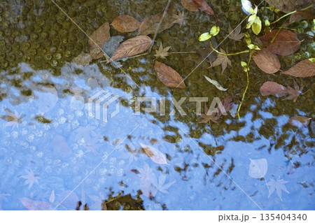 池の中に落ちた枯葉と水面の小波 135404340