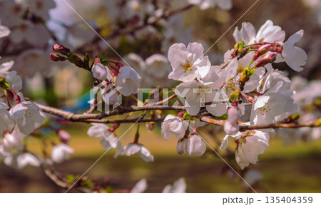 春の日差しを浴びて輝く満開の桜 135404359