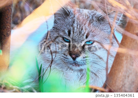 草むらに潜む青い眼をした野良猫のアップ 草むらに潜む青い眼をした野良猫のアップ 135404361
