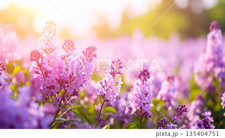 やわらかな光に包まれたライラックの花畑 夢見る春風景 135404751