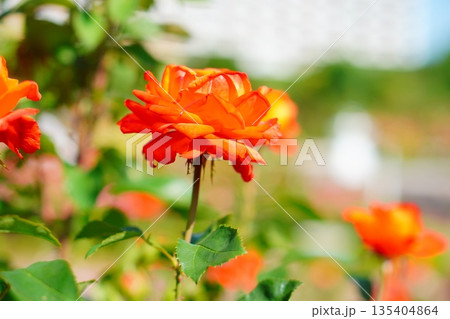 鮮やかなオレンジ色のバラが咲く庭 明るさと元気を感じる花風景 135404864
