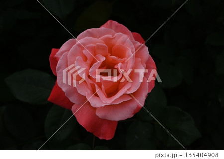様々な薔薇の花たち 様々な薔薇の花たち 135404908
