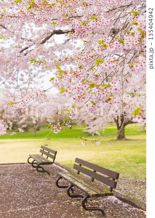 北海道-オニウシ公園桜とベンチ- 北海道-オニウシ公園桜とベンチ- 135404942