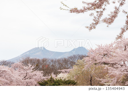 北海道-オニウシ公園駒ケ岳と桜- 135404943