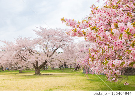 北海道-オニウシ公園の桜- 135404944