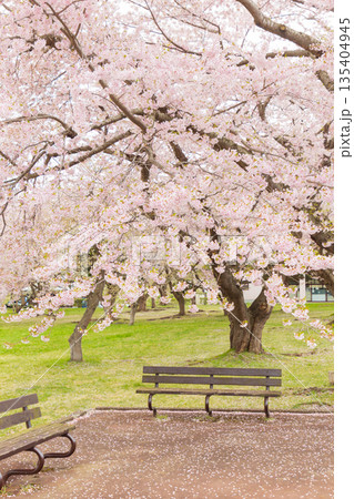 北海道-オニウシ公園桜とベンチ-02 135404945