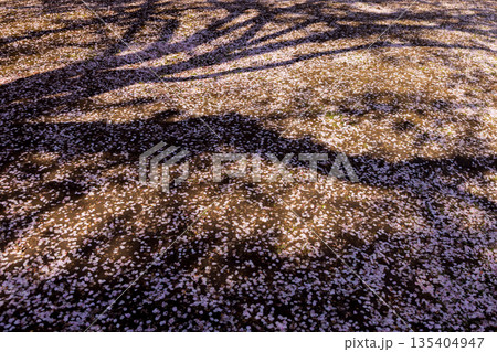 桜の花びらのシルエット 135404947