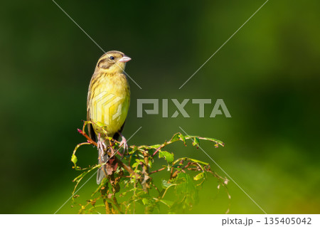 Yellow-breasted Bunting or Emberiza aureola perched on lush green wild rose twig. Yellow-breasted Bunting on blurred green background with copy space 135405042