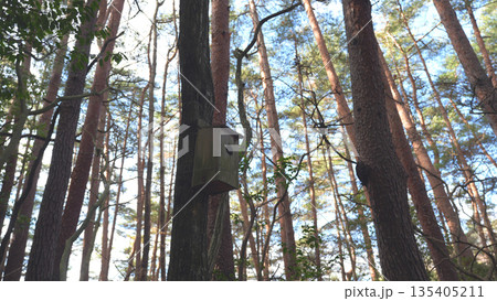 虚空蔵山の登山道にある鳥の巣箱 135405211