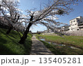 川沿いの桜　 135405281
