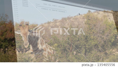 Browsing giraffe eating leaves from dense green shrubs on sunny slope, with digital code overlay 135405556