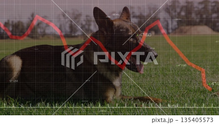 German Shepherd-type dog lying in grassy field, with red graph overlay, grid and numerical labels 135405573