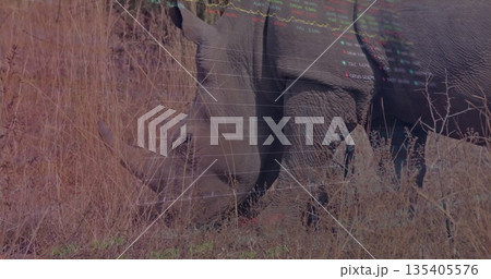 Grazing adult rhinoceros feeding on sparse vegetation in dry grassland, with tall grass and shrubs 135405576