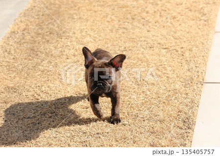 フレンチブルドッグの仔犬 フレンチブルドッグの仔犬 135405757