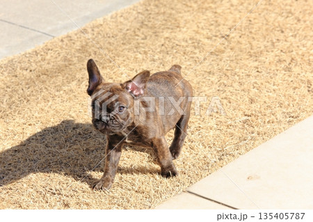 フレンチブルドッグの仔犬 フレンチブルドッグの仔犬 135405787