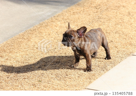 フレンチブルドッグの仔犬 フレンチブルドッグの仔犬 135405788