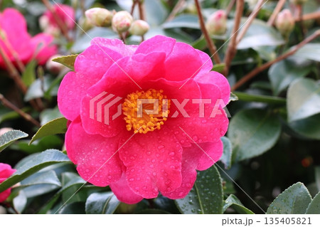 ツバキの花 ツバキの花 135405821