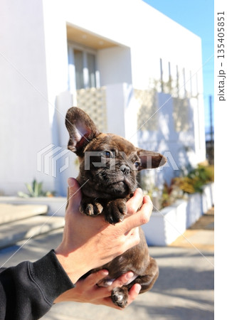 フレンチブルドッグの仔犬 フレンチブルドッグの仔犬 135405851