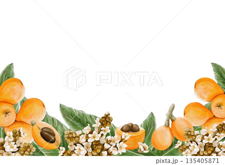 A frame with medlar fruits. Tropical flowers. Inflorescences with small white petals and buds. Juicy orange plums. Watercolor illustration without background. Hand-drawn. High quality illustration A frame with medlar fruits. Tropical flowers. Inflorescences with small white petals and buds. Juicy orange plums. Watercolor illustration without background. Hand-drawn. High quality illustration 135405871