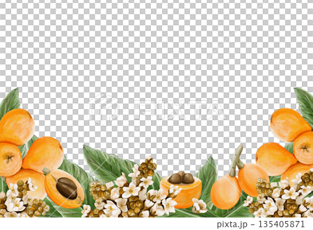 A frame with medlar fruits. Tropical flowers. Inflorescences with small white petals and buds. Juicy orange plums. Watercolor illustration without background. Hand-drawn. High quality illustration A frame with medlar fruits. Tropical flowers. Inflorescences with small white petals and buds. Juicy orange plums. Watercolor illustration without background. Hand-drawn. High quality illustration 135405871