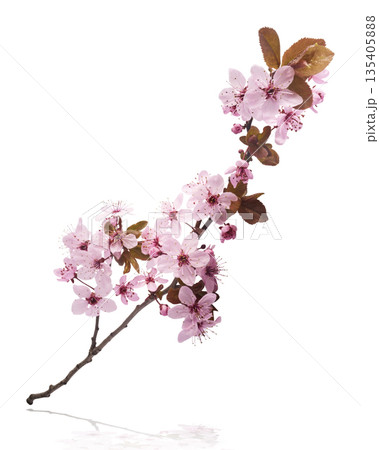 Blooming of delicate pink flowers falling in the air, isolated on white background. Prunus cerasifera 'Nigra' or Canadian black plum Blooming of delicate pink flowers falling in the air, isolated on white background. Prunus cerasifera 'Nigra' or Canadian black plum 135405888