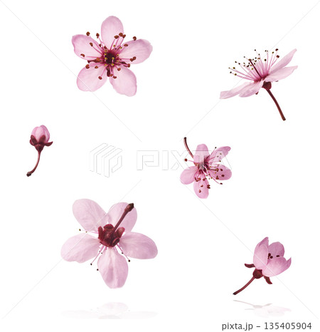 Blooming of delicate pink flowers falling in the air, isolated on colorful background. Prunus cerasifera 'Nigra' or Canadian black plum Blooming of delicate pink flowers falling in the air, isolated on colorful background. Prunus cerasifera 'Nigra' or Canadian black plum 135405904