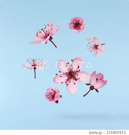 Blooming of delicate pink flowers falling in the air, isolated on colorful background. Prunus cerasifera 'Nigra' or Canadian black plum Blooming of delicate pink flowers falling in the air, isolated on colorful background. Prunus cerasifera 'Nigra' or Canadian black plum 135405913