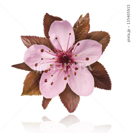 Blooming of delicate pink flowers falling in the air, isolated on white background. Prunus cerasifera 'Nigra' or Canadian black plum Blooming of delicate pink flowers falling in the air, isolated on white background. Prunus cerasifera 'Nigra' or Canadian black plum 135405915