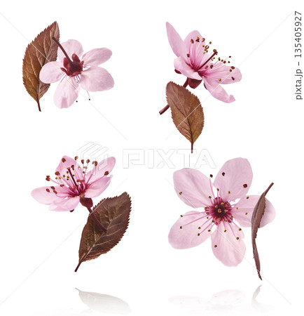 Blooming of delicate pink flowers falling in the air, isolated on white background. Prunus cerasifera 'Nigra' or Canadian black plum 135405927