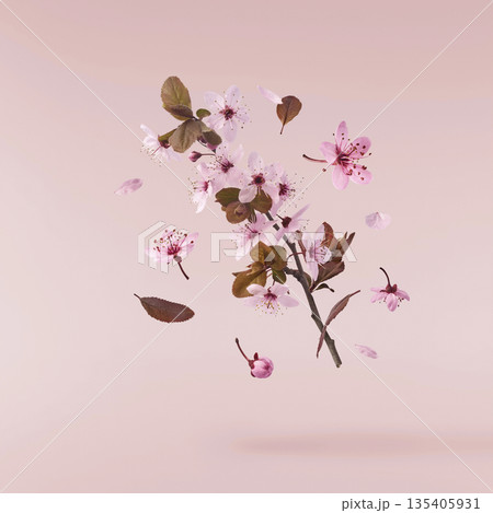 Blooming of delicate pink flowers falling in the air, isolated on colorful background. Prunus cerasifera 'Nigra' or Canadian black plum Blooming of delicate pink flowers falling in the air, isolated on colorful background. Prunus cerasifera 'Nigra' or Canadian black plum 135405931