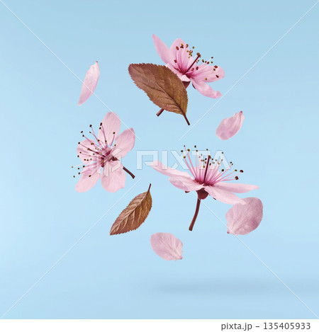 Blooming of delicate pink flowers falling in the air, isolated on colorful background. Prunus cerasifera 'Nigra' or Canadian black plum Blooming of delicate pink flowers falling in the air, isolated on colorful background. Prunus cerasifera 'Nigra' or Canadian black plum 135405933