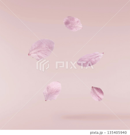 Blooming of delicate pink flowers falling in the air, isolated on colorful background. Prunus cerasifera 'Nigra' or Canadian black plum Blooming of delicate pink flowers falling in the air, isolated on colorful background. Prunus cerasifera 'Nigra' or Canadian black plum 135405940