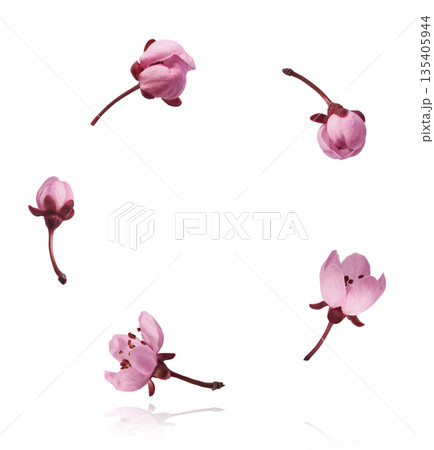 Blooming of delicate pink flowers falling in the air, isolated on white background. Prunus cerasifera 'Nigra' or Canadian black plum 135405944