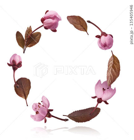 Blooming of delicate pink flowers falling in the air, isolated on white background. Prunus cerasifera 'Nigra' or Canadian black plum 135405946