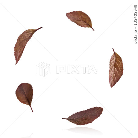 Blooming of delicate pink flowers falling in the air, isolated on white background. Prunus cerasifera 'Nigra' or Canadian black plum Blooming of delicate pink flowers falling in the air, isolated on white background. Prunus cerasifera 'Nigra' or Canadian black plum 135405949