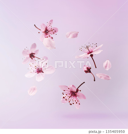 Blooming of delicate pink flowers falling in the air, isolated on colorful background. Prunus cerasifera 'Nigra' or Canadian black plum 135405950