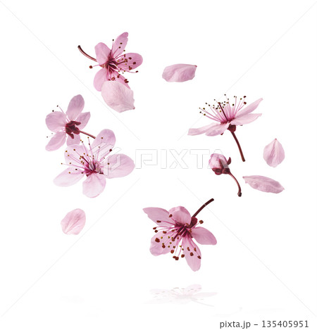 Blooming of delicate pink flowers falling in the air, isolated on white background. Prunus cerasifera 'Nigra' or Canadian black plum Blooming of delicate pink flowers falling in the air, isolated on white background. Prunus cerasifera 'Nigra' or Canadian black plum 135405951