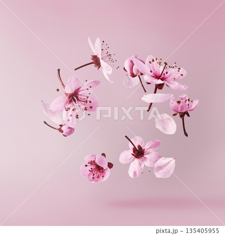 Blooming of delicate pink flowers falling in the air, isolated on colorful background. Prunus cerasifera 'Nigra' or Canadian black plum Blooming of delicate pink flowers falling in the air, isolated on colorful background. Prunus cerasifera 'Nigra' or Canadian black plum 135405955