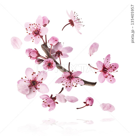 Blooming of delicate pink flowers falling in the air, isolated on white background. Prunus cerasifera 'Nigra' or Canadian black plum 135405957