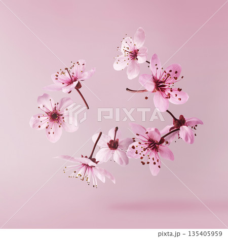 Blooming of delicate pink flowers falling in the air, isolated on colorful background. Prunus cerasifera 'Nigra' or Canadian black plum Blooming of delicate pink flowers falling in the air, isolated on colorful background. Prunus cerasifera 'Nigra' or Canadian black plum 135405959