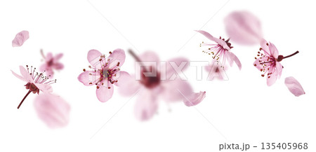 Blooming of delicate pink flowers falling in the air, isolated on white background. Prunus cerasifera 'Nigra' or Canadian black plum 135405968