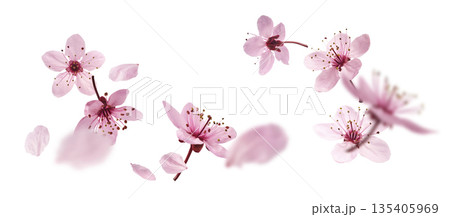Blooming of delicate pink flowers falling in the air, isolated on white background. Prunus cerasifera 'Nigra' or Canadian black plum Blooming of delicate pink flowers falling in the air, isolated on white background. Prunus cerasifera 'Nigra' or Canadian black plum 135405969