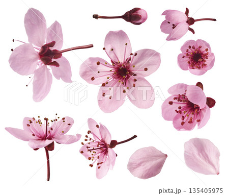 Blooming of delicate pink flowers falling in the air, isolated on white background. Prunus cerasifera 'Nigra' or Canadian black plum Blooming of delicate pink flowers falling in the air, isolated on white background. Prunus cerasifera 'Nigra' or Canadian black plum 135405975